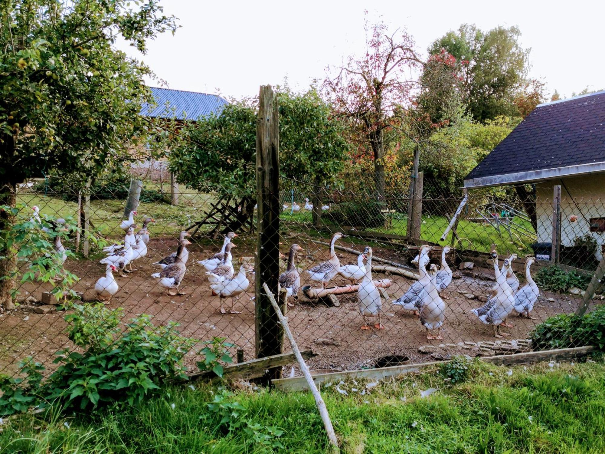 Ferienwohnungen 1 Bis 4 "Pumphut'S Scheune" Lengenfeld  Exteriér fotografie